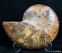 Inch Split Ammonite (Half) #2627-1